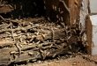 Siklus Hidup Rayap, Dari Koloni Kecil Sampai Menggerogoti Rumah
