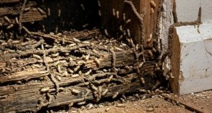 Siklus Hidup Rayap, Dari Koloni Kecil Sampai Menggerogoti Rumah