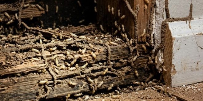 Siklus Hidup Rayap, Dari Koloni Kecil Sampai Menggerogoti Rumah